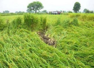 किसानों पर कुदरत का कहर, बारिश और ओलावृष्टि से फसलों को हुआ नुकसान